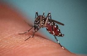 New EU record for viral disease brought by Tiger mosquitoes