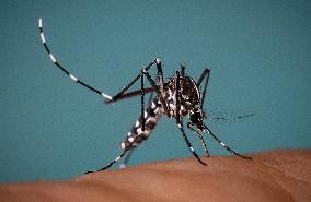 New EU record for viral disease brought by Tiger mosquitoes