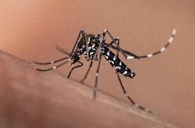 New EU record for viral disease brought by Tiger mosquitoes