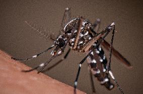 New EU record for viral disease brought by Tiger mosquitoes