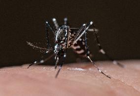 New EU record for viral disease brought by Tiger mosquitoes