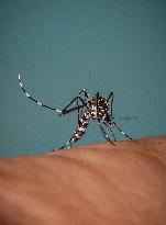New EU record for viral disease brought by Tiger mosquitoes