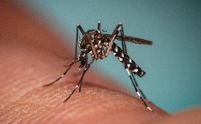New EU record for viral disease brought by Tiger mosquitoes