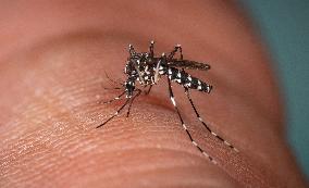 New EU record for viral disease brought by Tiger mosquitoes