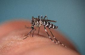New EU record for viral disease brought by Tiger mosquitoes
