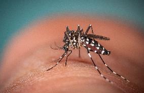 New EU record for viral disease brought by Tiger mosquitoes