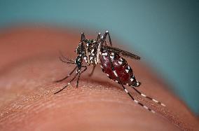 New EU record for viral disease brought by Tiger mosquitoes