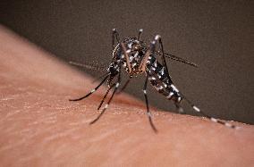 New EU record for viral disease brought by Tiger mosquitoes