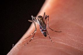 New EU record for viral disease brought by Tiger mosquitoes