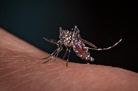 New EU record for viral disease brought by Tiger mosquitoes