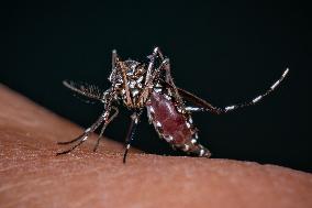 New EU record for viral disease brought by Tiger mosquitoes