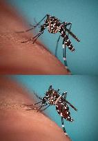 New EU record for viral disease brought by Tiger mosquitoes