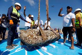 Archaeological Finds Retrieved from Mediterranean Sea in Alexandria - Egypt