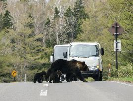 Bear family seen in Hokkaido