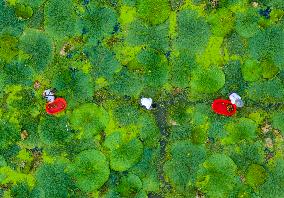 Farmers Harvesting Gordon Euryale Seeds - China