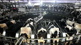 Intelligent Dairy Farm in Haian