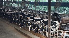 Intelligent Dairy Farm in Haian