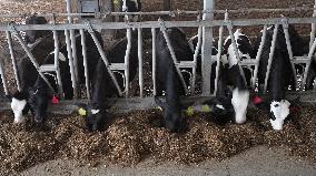 Intelligent Dairy Farm in Haian