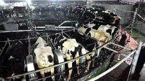 Intelligent Dairy Farm in Haian