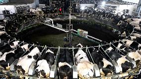 Intelligent Dairy Farm in Haian