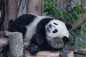 Chongqing Zoo Giant Panda