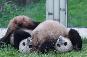 Chongqing Zoo Giant Panda