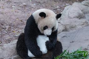 Chongqing Zoo Giant Panda