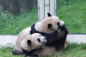 Chongqing Zoo Giant Panda