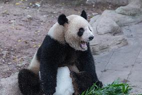 Chongqing Zoo Giant Panda