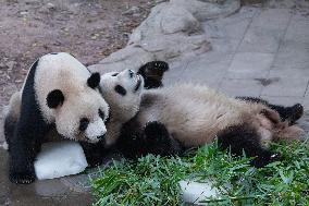 Chongqing Zoo Giant Panda