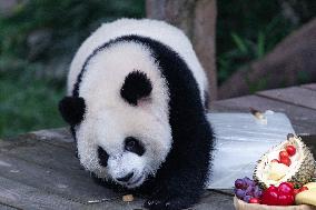 Chongqing Zoo Giant Panda