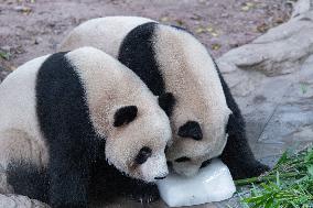 Chongqing Zoo Giant Panda