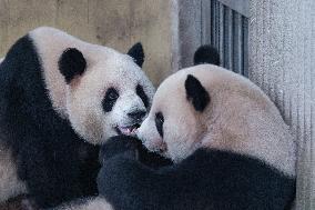 Chongqing Zoo Giant Panda