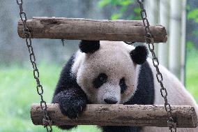 Chongqing Zoo Giant Panda