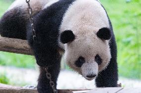 Chongqing Zoo Giant Panda