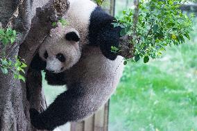 Chongqing Zoo Giant Panda