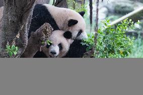 Chongqing Zoo Giant Panda