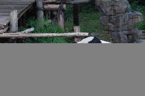 Giant panda Haoqi Celebrated Birthday at Chongqing Zoo
