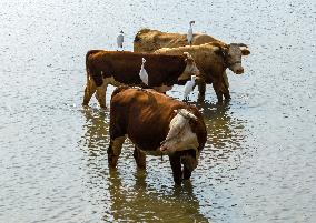 Ecological Environment Improvement