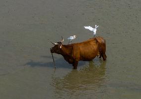 Ecological Environment Improvement