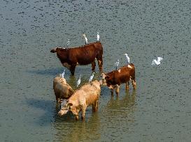 Ecological Environment Improvement