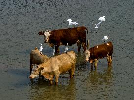 Ecological Environment Improvement