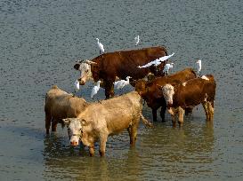 Ecological Environment Improvement