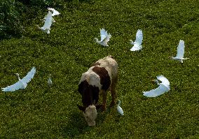 Ecological Environment Improvement