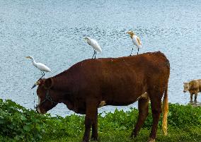 Ecological Environment Improvement