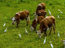 Ecological Environment Improvement