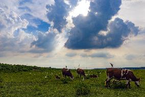 Ecological Environment Improvement