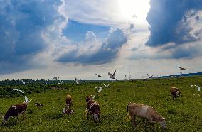 Ecological Environment Improvement