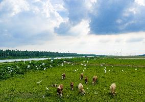 Ecological Environment Improvement