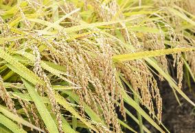 Early-ripening rice in Japan